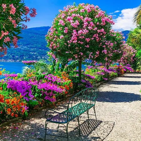 Apartment Amore - Muffy- Phyche *